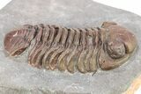 Interesting, Red Austerops Trilobite - Zireg, Morocco #273407-2